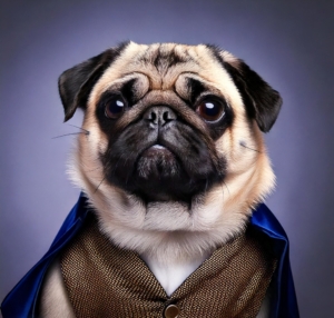 Celebrity Pug Costume