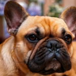 Charm of Sable French Bulldogs