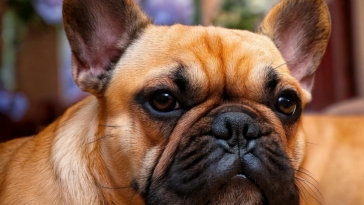 Charm of Sable French Bulldogs