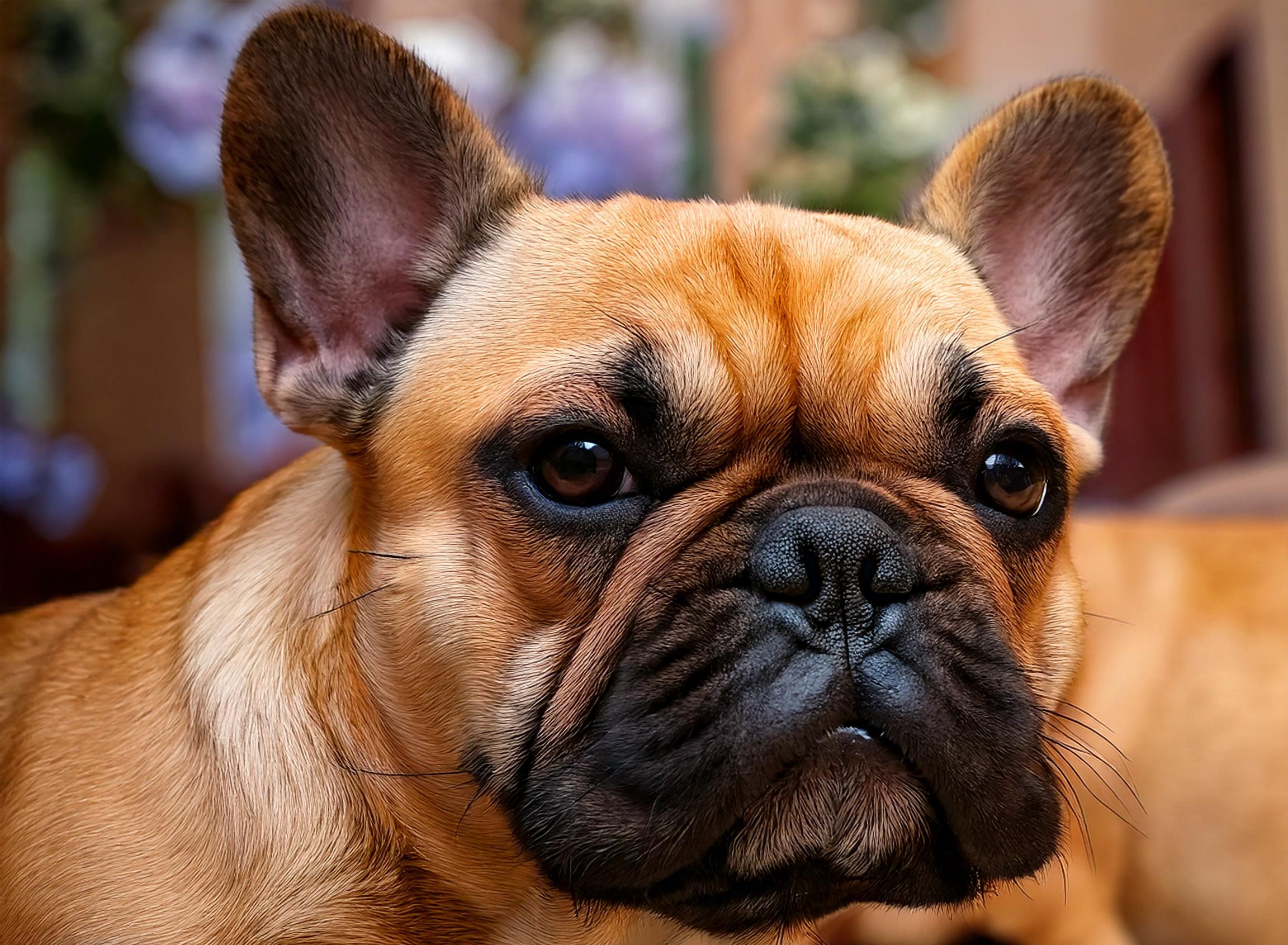 Charm of Sable French Bulldogs