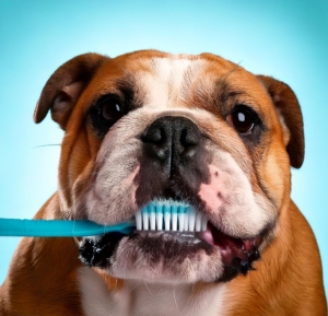 dental care of bulldog