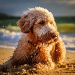 Lagotto Grooming Routine