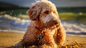 Lagotto Grooming Routine