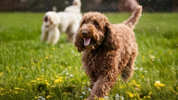 Favorite Lagotto Activity