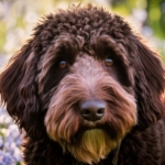 Best Lagotto Name