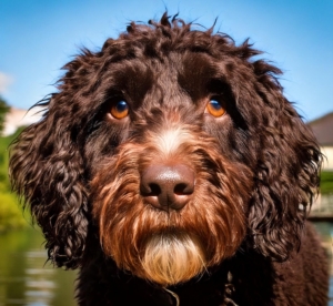 Fearful Lagotto Romagnolo