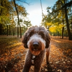 Fearful Lagotto Romagnolo