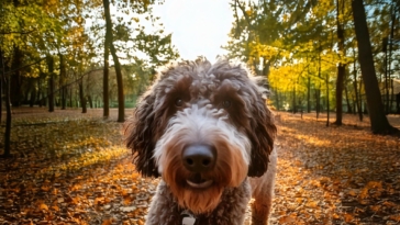 Fearful Lagotto Romagnolo