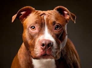 American Pitbull Terrier