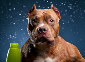 Best Shampoos for Pitbulls with Sensitive Skin