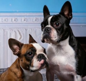 Boston Terrier vs French Bulldog: A Comprehensive Comparison