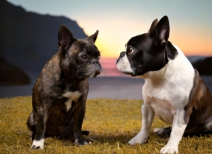 Boston Terrier vs Pug