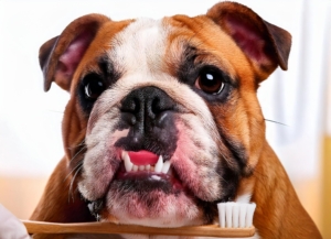 Bulldog's Oral Health