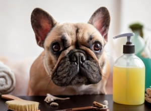 DIY Grooming for French Bulldogs