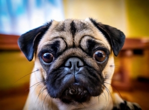 Do Pugs Eyes Really Fall