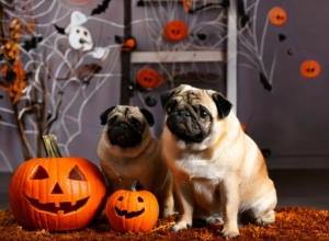 Decorating for Halloween with Pugs