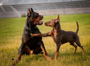 Doberman vs Pitbull