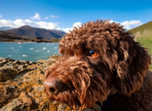 Eye infections in Lagotto Romagnolo