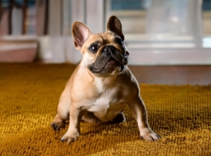 French Bulldog Training