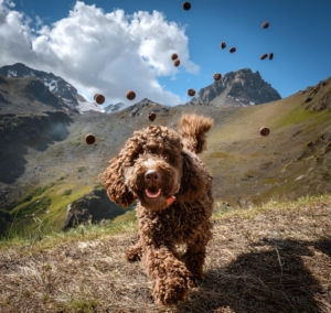 Games for Lagotto Romagnolo