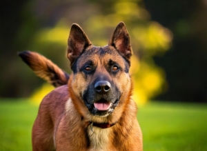 German Shepherd Pitbull Mix