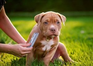 Pitbull Puppy Care