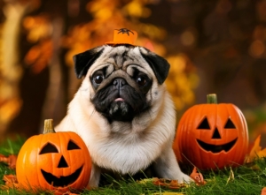 Halloween Tips for Pug