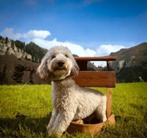 Heritage and Legacy of the Lagotto Romagnolo