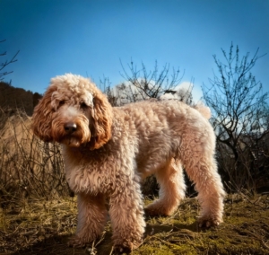 Historical Highlights of the Lagotto Romagnolo