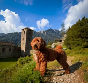 History of the Lagotto Romagnolo