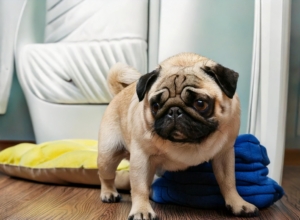 Housebreaking Your Pug