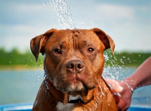 How Often to Bath a Pitbull