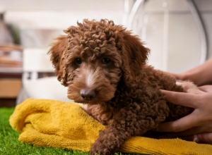 Lagotto Puppy Care