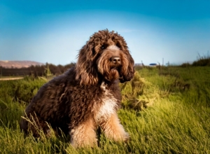 Lagotto Romagnolo Hunting Dog