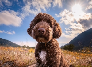 Lagotto Romagnolo First Year Tips