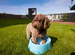 Lagotto Romagnolo Potty Training