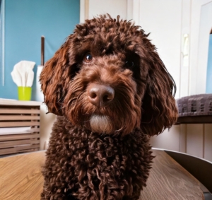 Lagotto Romagnolo at Home