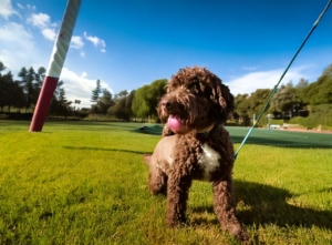 Lagotto Romagnolo training myths