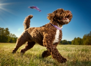 Lagotto Romagnolo training myths