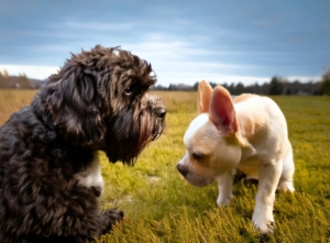 Lagotto Romagnolo vs French Bulldog