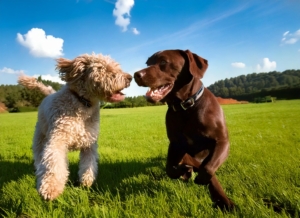 Lagotto Romagnolo vs Pit bull