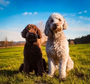 Lagotto Romagnolo vs Poodle