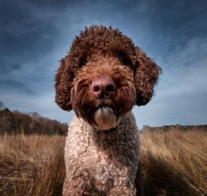 Lagotto Romagnolo hypoallergenic breeds