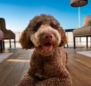 Lagotto Romagnolo 