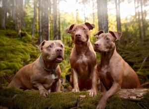 Legacy of Pitbulls