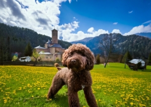 Life Of Lagotto Romagnolo