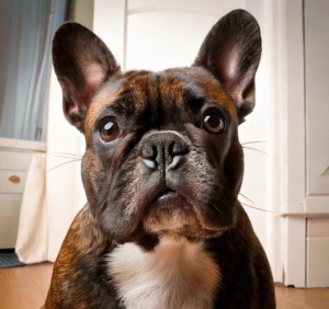 Living with French Bulldogs: Expert Insights on Training and Care