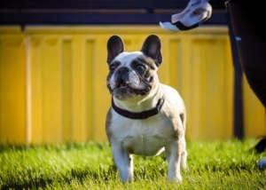 Mastering French Bulldog Training