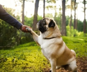 Mastering Pug Training