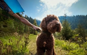 Mastering the Lagotto Romagnolo